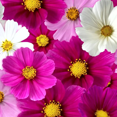 Cosmos 'Géant Mélange' Sensation Retombant | Achat producteur