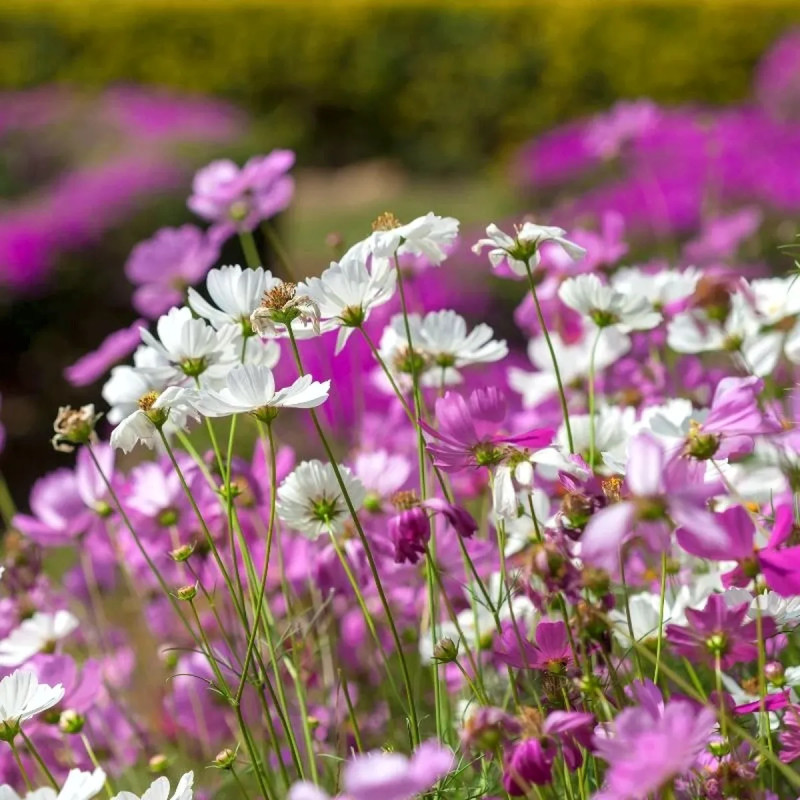Cosmos 'Géant Mélange' Sensation Retombant | Achat producteur