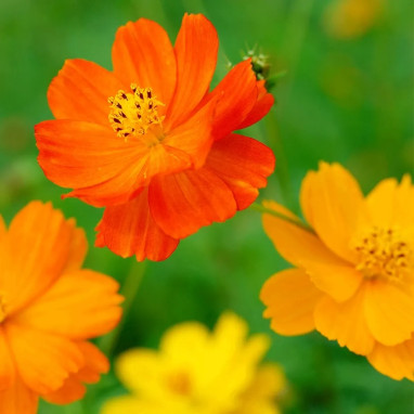 Cosmos sulphureus 'Mélange' BIO - Cosmos | Achat producteur