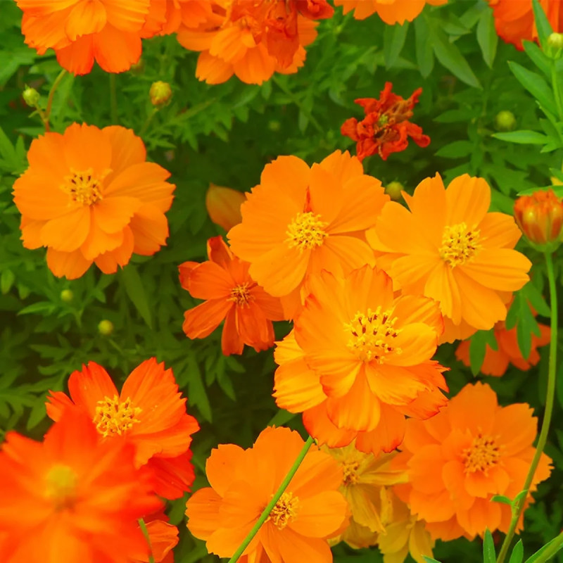 Cosmos sulphureus 'Mélange' BIO - Cosmos | Achat producteur
