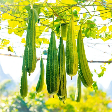 Courge Loofah - Luffa cylindrica | Achat direct au producteur