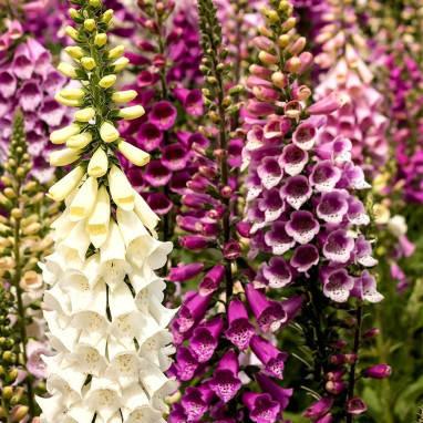 Digitale Excelsior Variées - Digitalis | Achat direct au producteur