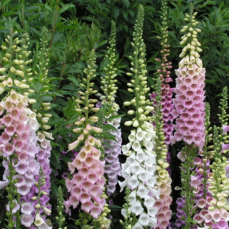 Digitale Excelsior Variées - Digitalis | Achat direct au producteur