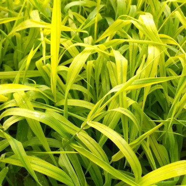 Phalaris arundinacea 'Arctic Sun' - Phalaris | Achat producteur
