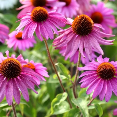 Echinacea purpurea 'Magnus' - Échinacée | Achat direct au producteur