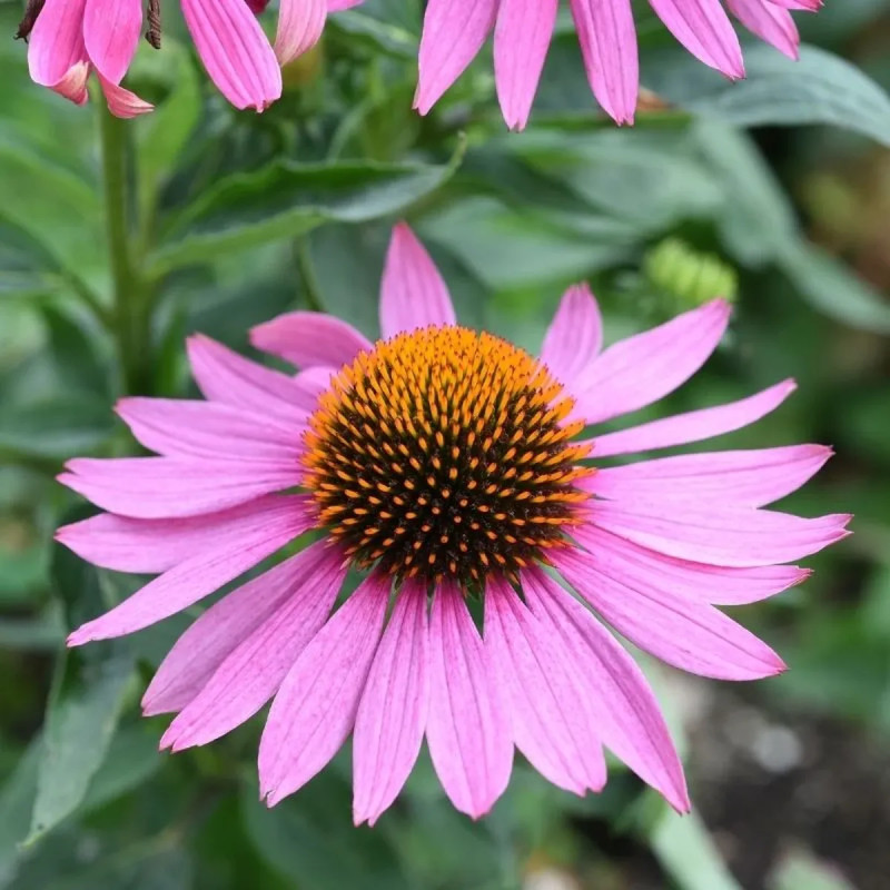 Echinacea purpurea 'Magnus' - Échinacée | Achat direct au producteur
