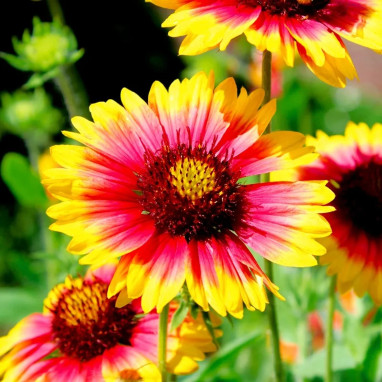 Gaillarde Vivace Mélange - Gaillardia | Achat direct au producteur