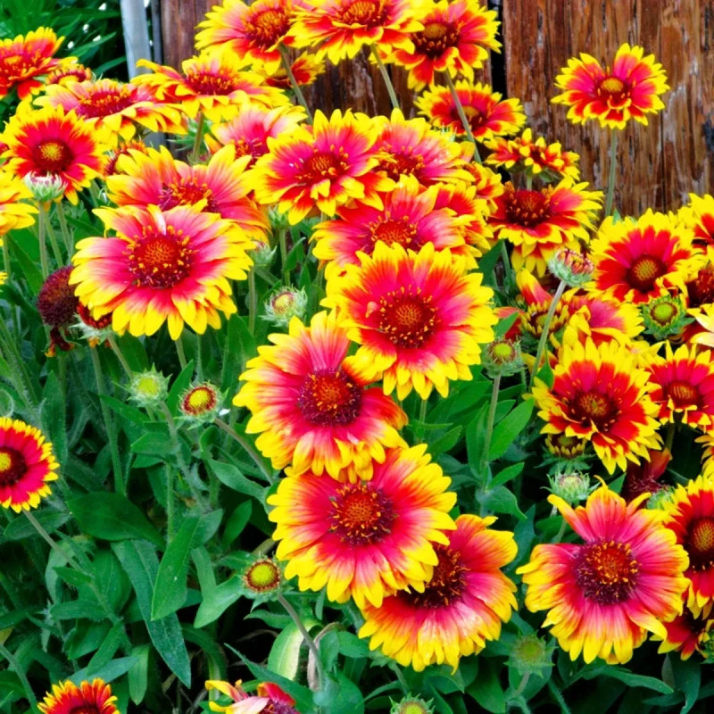 Gaillarde Vivace Mélange - Gaillardia | Achat direct au producteur