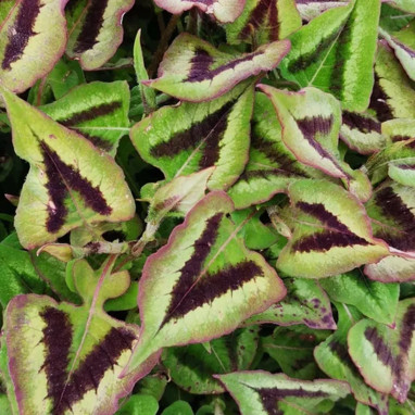 Persicaria 'Purple Fantasy' - Polygonum | Achat direct au producteur