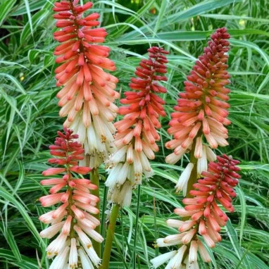 Kniphofia 'Orange Vanilla Popsicle' - Kniphofia | Achat producteur