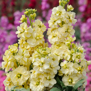 Giroflée Quarantaine 'Miracle Yellow Wonder' - Matthiola | Achat en ligne
