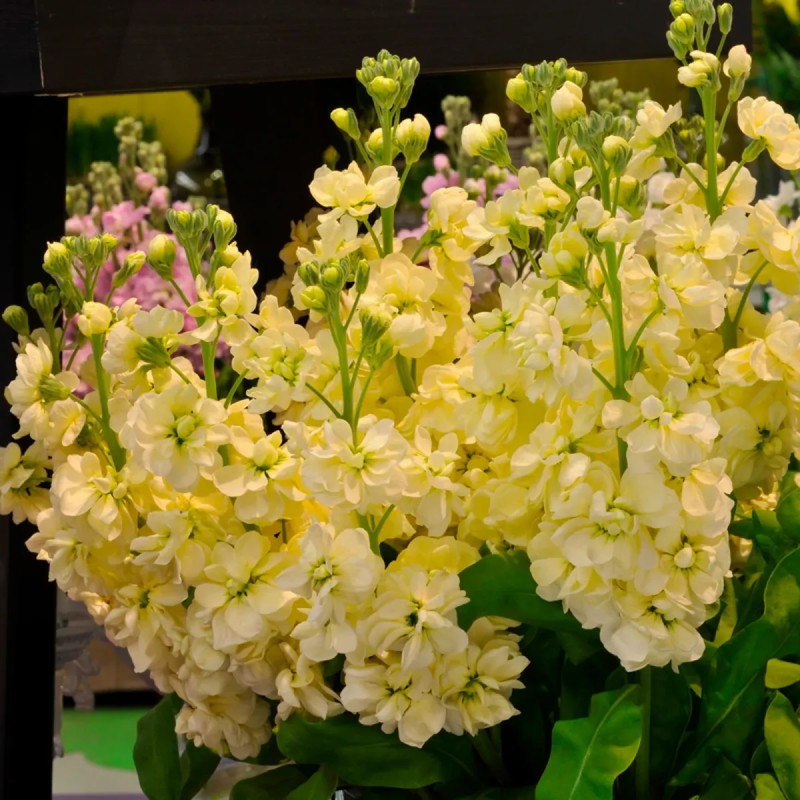 Giroflée Quarantaine 'Miracle Yellow Wonder' - Matthiola | Achat en ligne