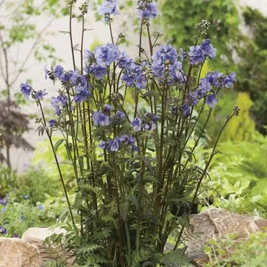 Polemonium yezoense 'Purple Rain Strain' | Achat direct au producteur