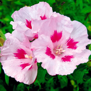 Godetia 'Maiden blush' - Clarkia | Achat direct au producteur