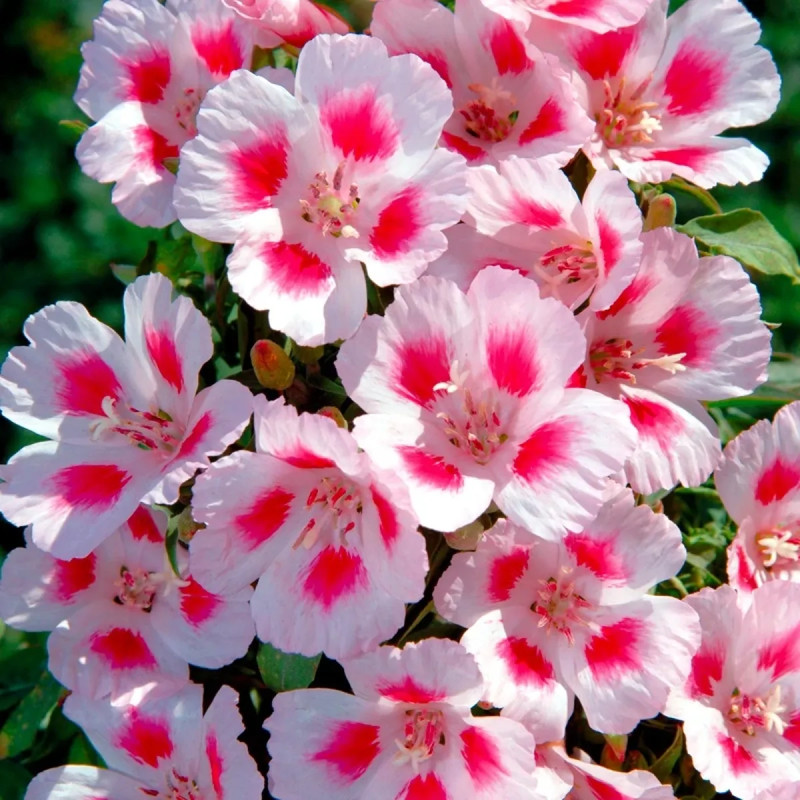 Godetia 'Maiden blush' - Clarkia | Achat direct au producteur