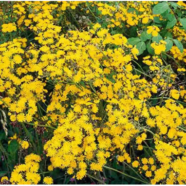 Hieracium pilosella - Épervière piloselle | Achat direct au producteur