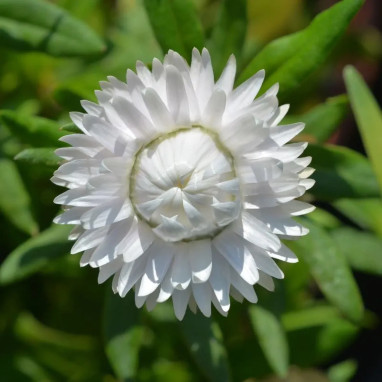 Immortelle à bractée blanche - Helichrysum | Achat direct au producteur