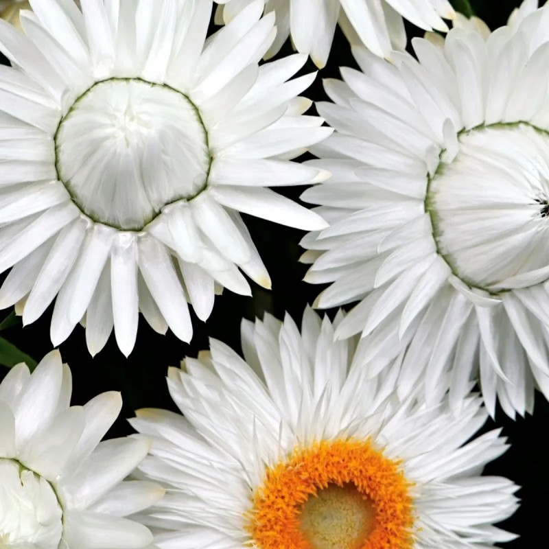 Immortelle à bractée blanche - Helichrysum | Achat direct au producteur