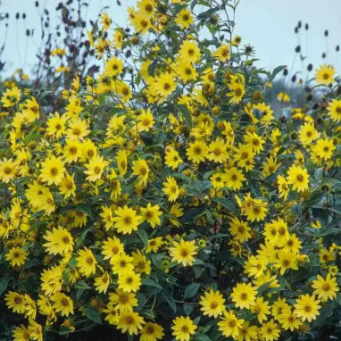 Helianthus 'Lemon Queen' - Tournesol vivace | Achat producteur