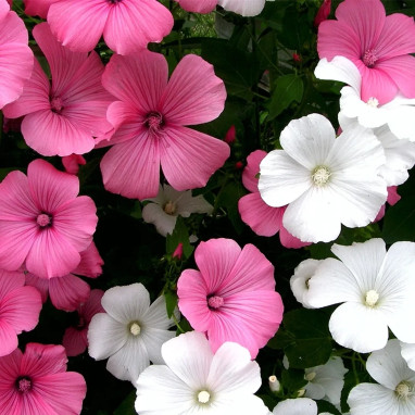 Lavatère Grande Fleur Mélange - Lavatera | Achat direct au producteur