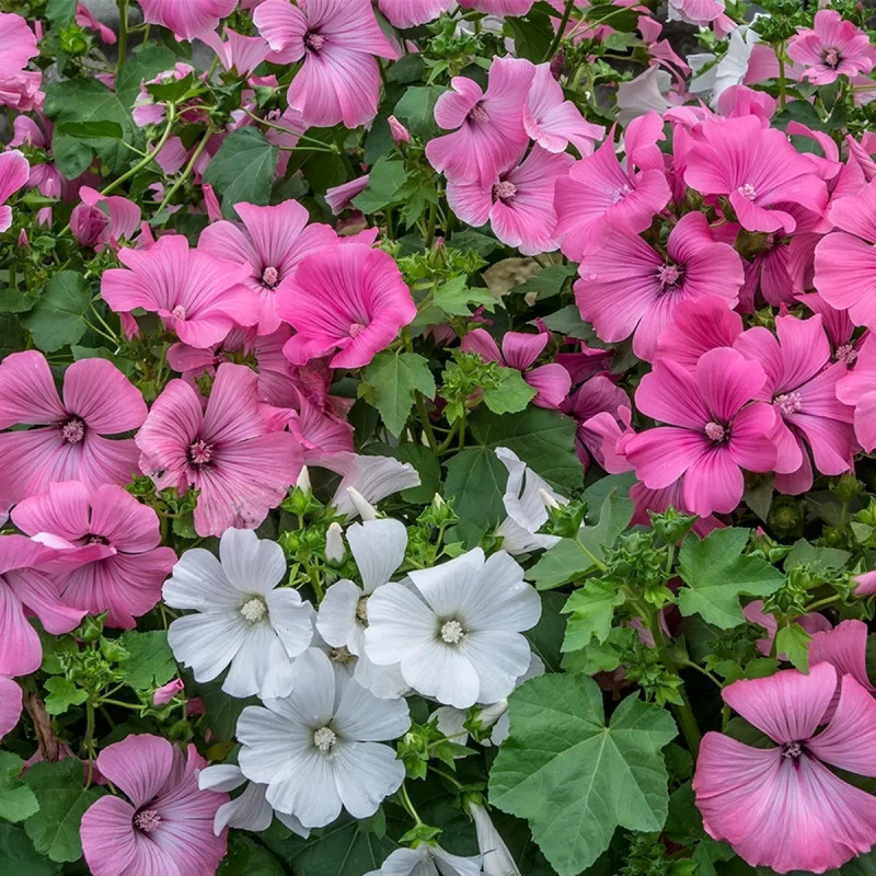 Lavatère Grande Fleur Mélange - Lavatera | Achat direct au producteur