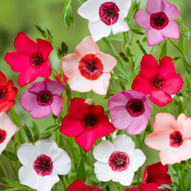 Lin annuel à grande fleur varié - Linum | Achat direct au producteur