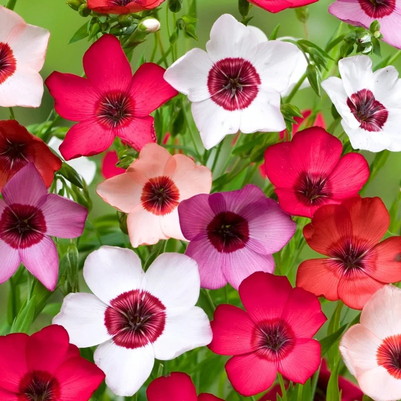 Lin annuel à grande fleur varié - Linum | Achat direct au producteur