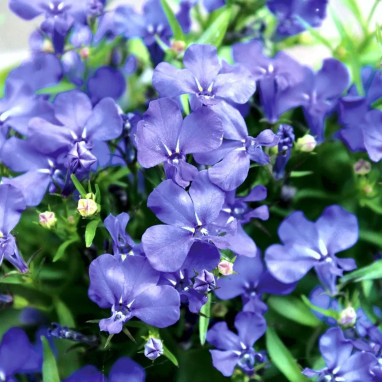 Lobélie 'Crystal Palace' - Lobelia erinus | Achat direct au producteur