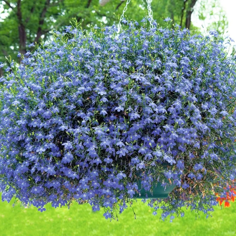 Lobélie 'Crystal Palace' - Lobelia erinus | Achat direct au producteur