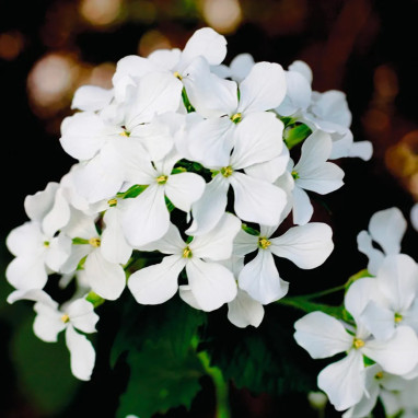 Lunaire blanc 'Monnaie du Pape' - Lunaria | Achat direct au producteur