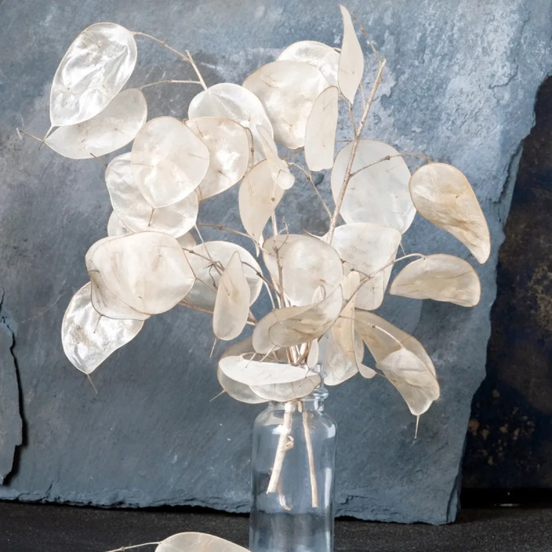 Lunaire blanc 'Monnaie du Pape' - Lunaria | Achat direct au producteur