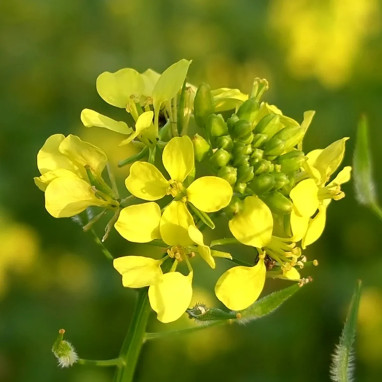 Moutarde blanche - Sinapis alba | Achat direct au producteur