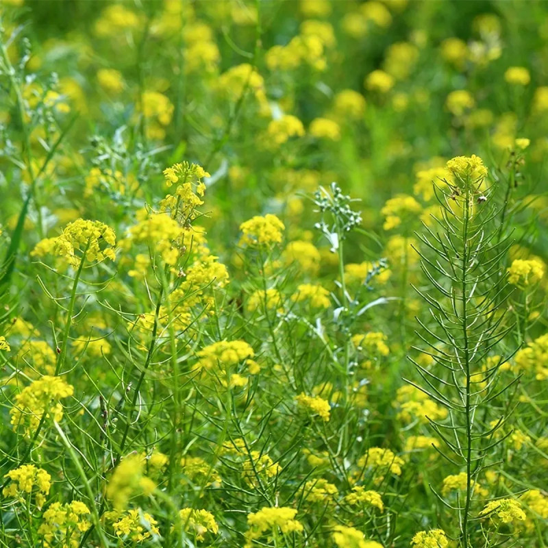 Moutarde blanche - Sinapis alba | Achat direct au producteur