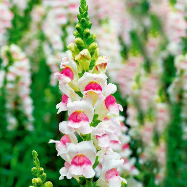 Muflier 'Apple Blossom' - Antirrhinum | Achat direct au producteur