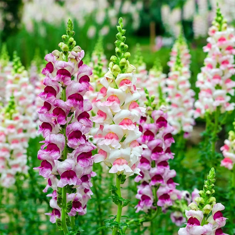 Muflier 'Apple Blossom' - Antirrhinum | Achat direct au producteur