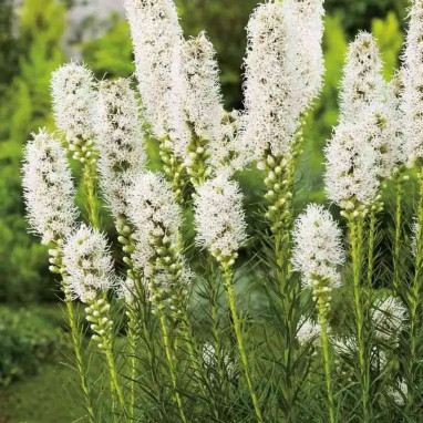 Liatris spicata 'Floristan Weiss' - Liatris | Achat direct au producteur