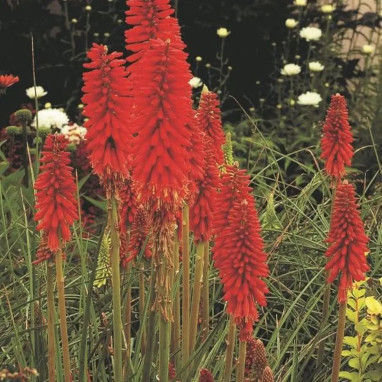 Kniphofia 'Redhot Popsicle' - Tritome | Achat direct au producteur