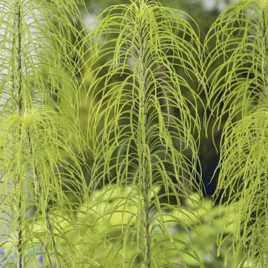 Helianthus salicifolius - Hélianthe | Achat direct au producteur