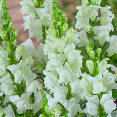 Muflier géant 'Snowflake' - Antirrhinum | Achat direct au producteur