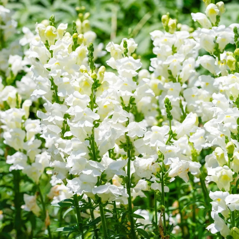 Muflier géant 'Snowflake' - Antirrhinum | Achat direct au producteur