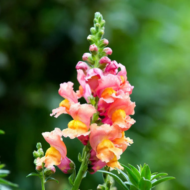Muflier 'Orange Wonder' - Antirrhinum | Achat direct au producteur