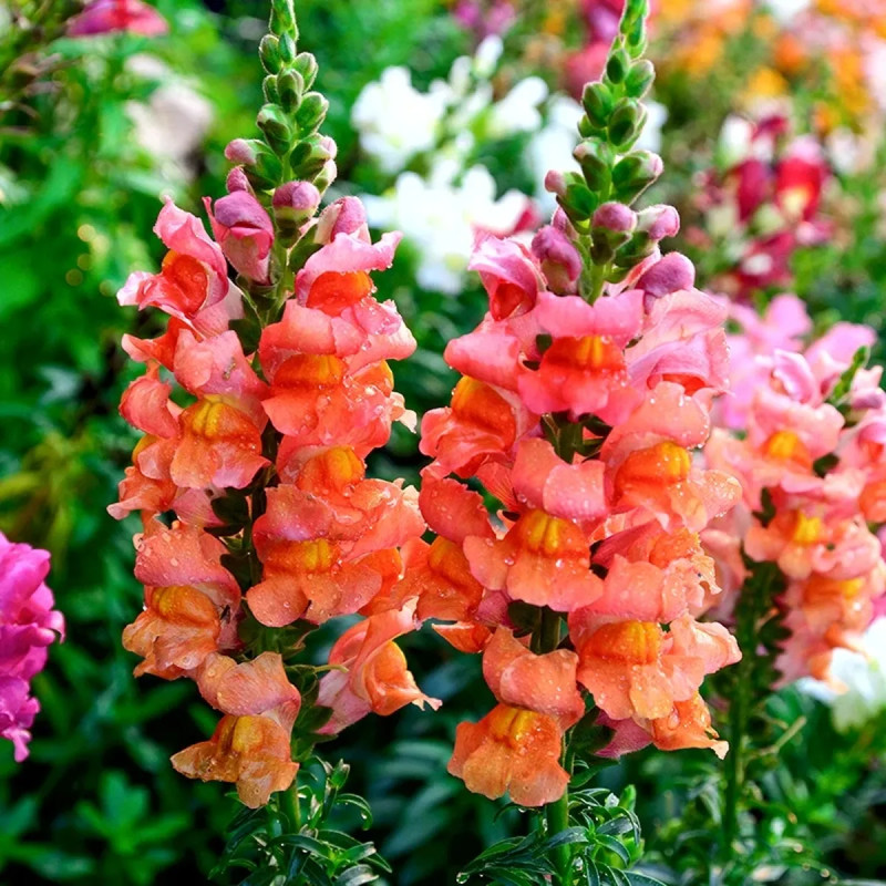 Muflier 'Orange Wonder' - Antirrhinum | Achat direct au producteur