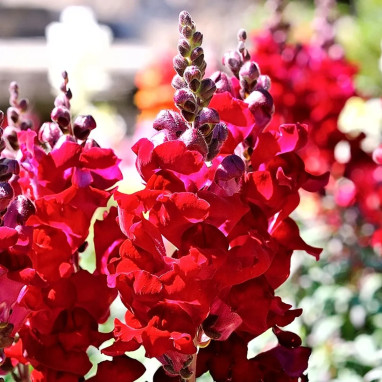 Muflier 'Ruby Red' - Antirrhinum | Achat direct au producteur