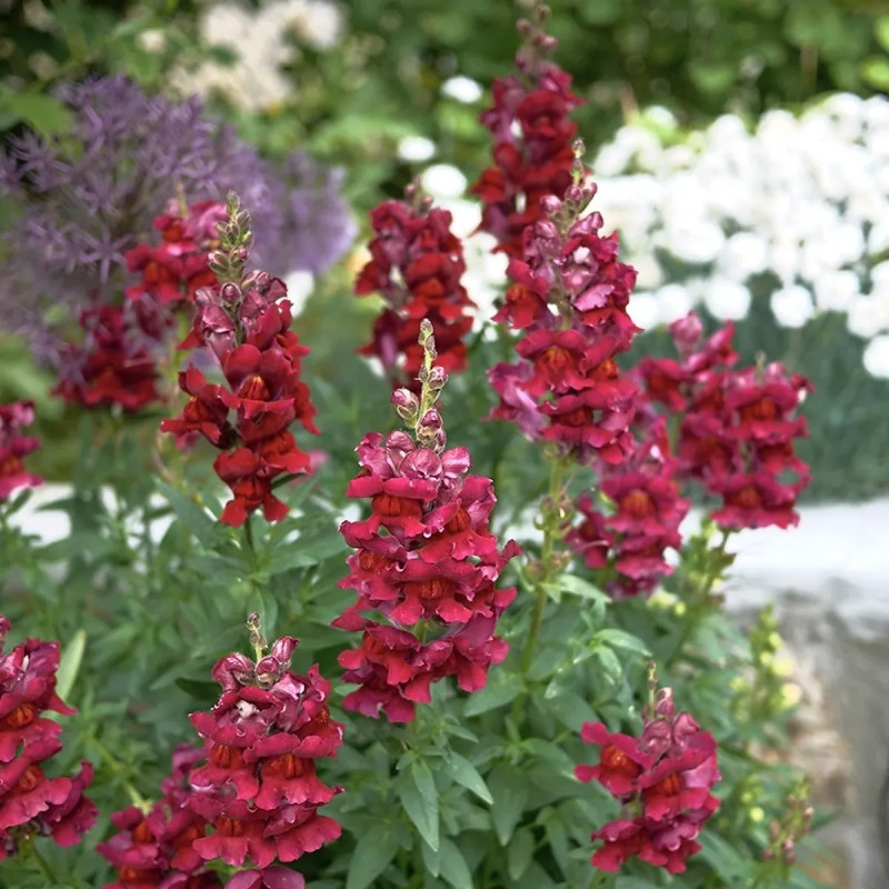 Muflier 'Ruby Red' - Antirrhinum | Achat direct au producteur