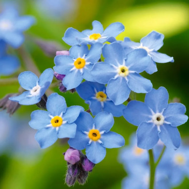 Myosotis des Alpes bleu - Myosotis alpestris | Achat direct producteur