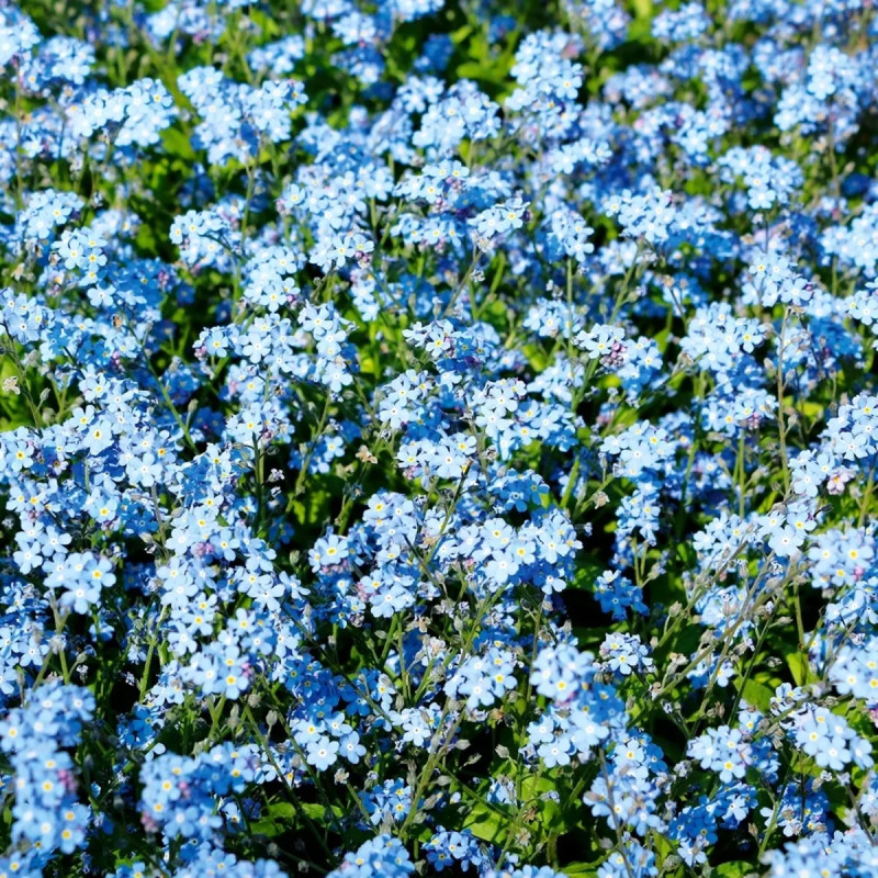Myosotis des Alpes bleu - Myosotis alpestris | Achat direct producteur
