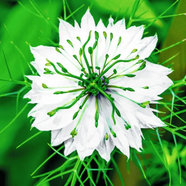 Nigelle de Damas blanche - Nigella | Achat direct au producteur