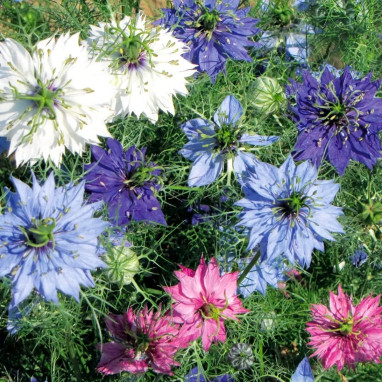 Nigelle de Damas Mélange BIO - Nigella | Achat direct au producteur