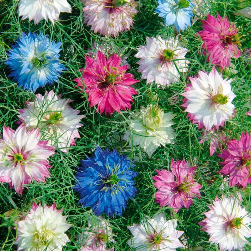 Nigelle de Damas Mélange BIO - Nigella | Achat direct au producteur
