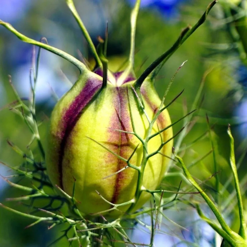 Nigelle de Damas Mélange BIO - Nigella | Achat direct au producteur